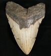 Megalodon Tooth - North Carolina #7469-1